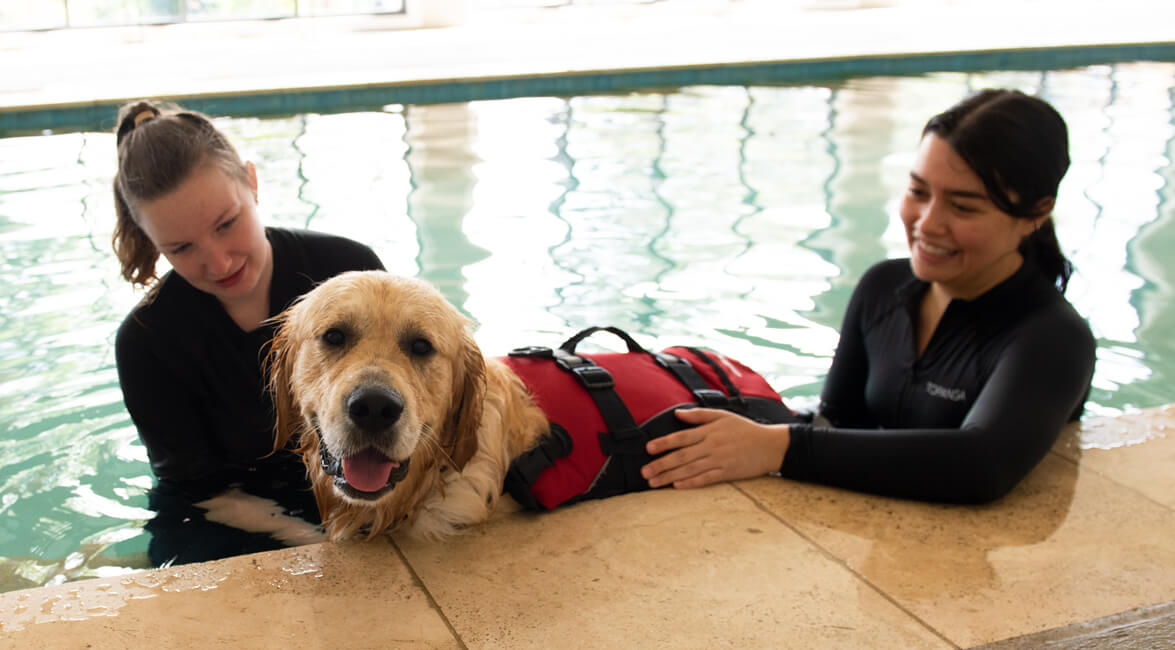 K9 SWiM Pool vs Underwater Treadmill K9 Swim